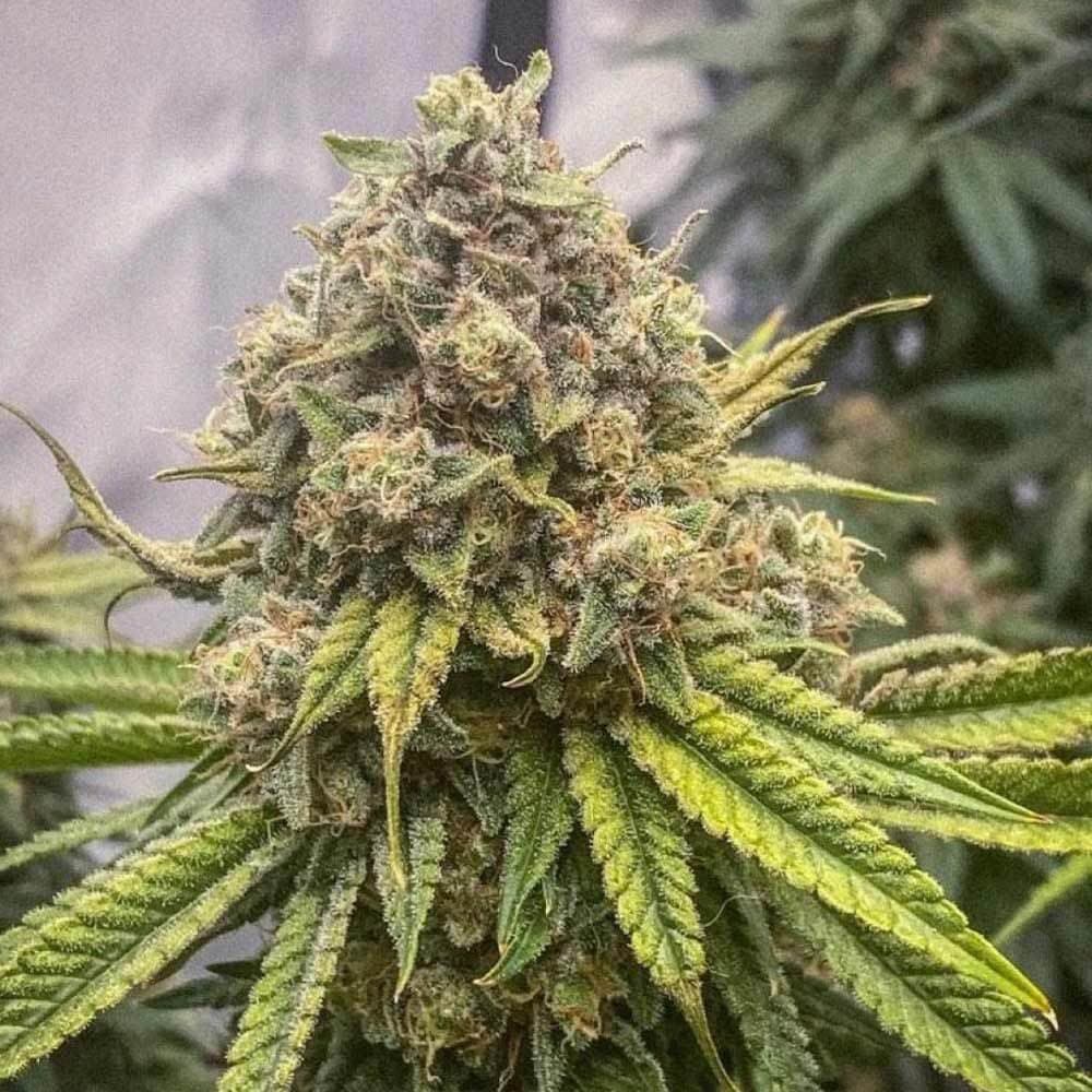 Entdecken Sie das Exklusive: Blue Zushi von Growerschoice
