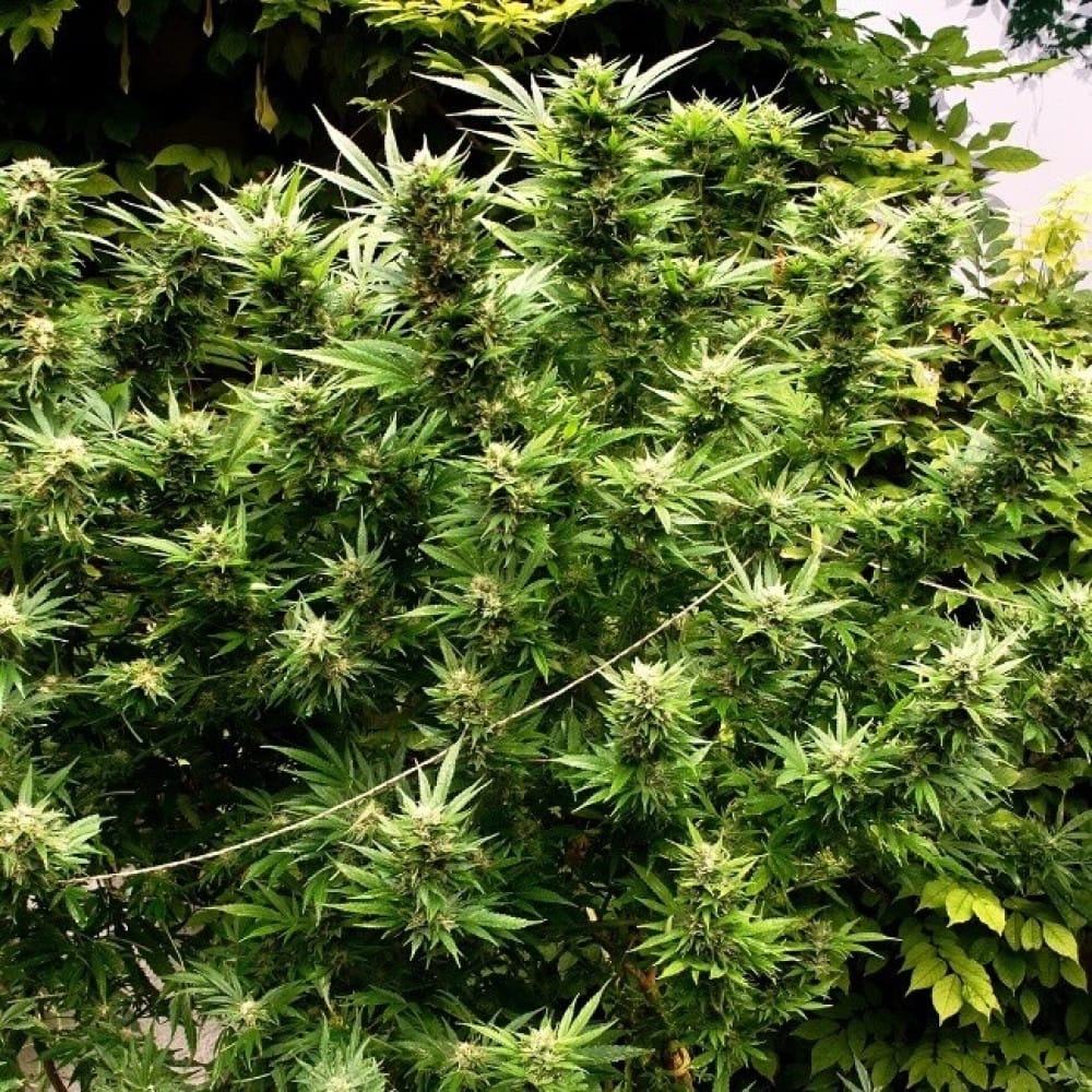 Cannabis Samen in der Altersvorsorge: Nutzen für Senioren