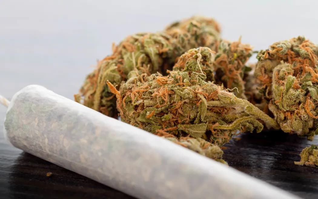 Bewährte Klassiker oder Neuheiten – Cannabis Samen bestellen für jede Vorliebe