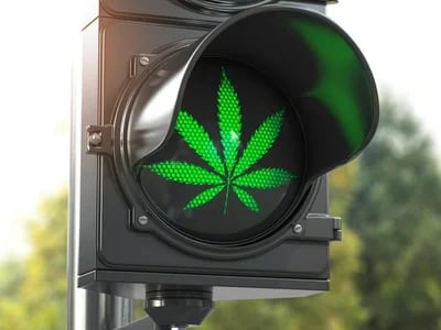 Bewährte Klassiker oder Neuheiten – Cannabis Samen bestellen für jede Vorliebe