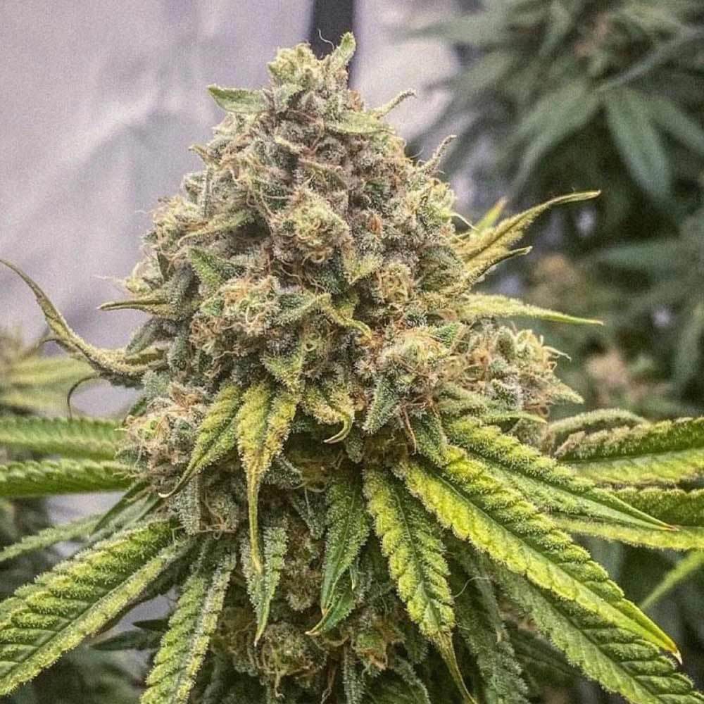 Entdecken Sie das Exklusive: Blue Zushi von Growerschoice