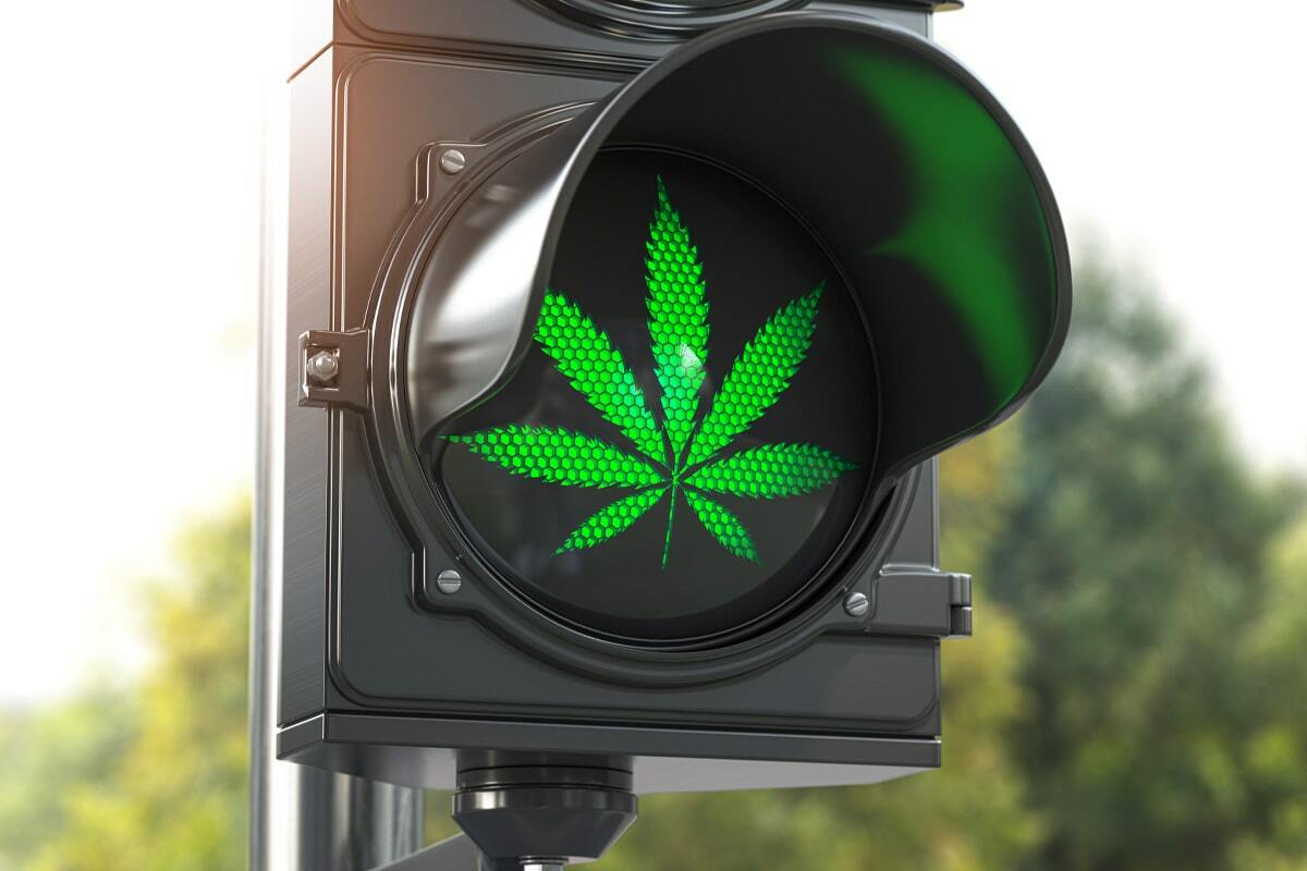 Bewährte Klassiker oder Neuheiten – Cannabis Samen bestellen für jede Vorliebe