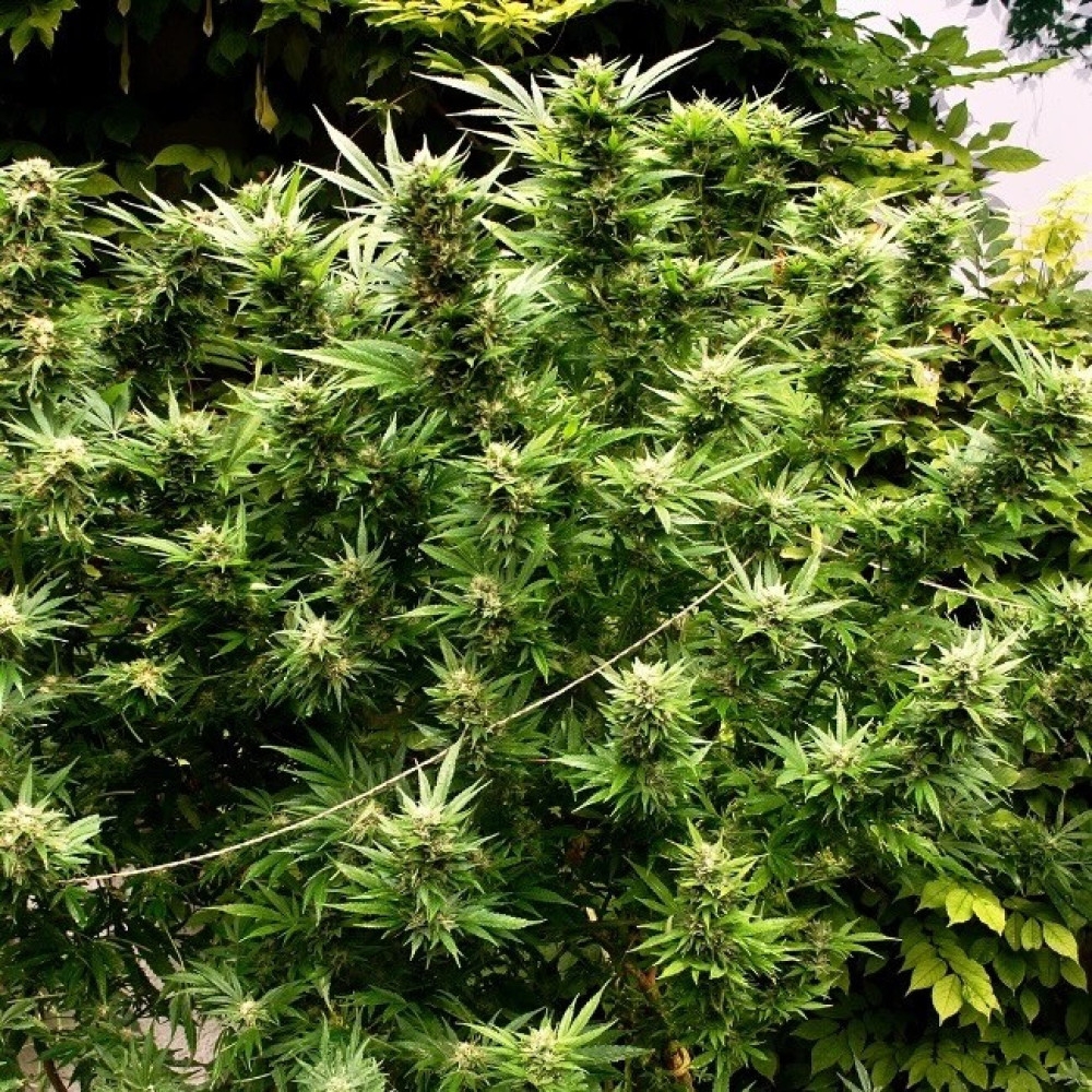Cannabis Samen in der Altersvorsorge: Nutzen für Senioren